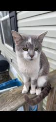 Lost Male Cat last seen Union Street & Meridian Street, Indianapolis, IN 46225