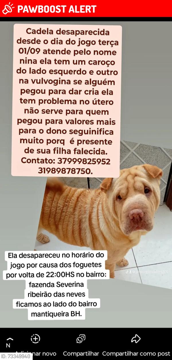 Lost Female Dog last seen Padaria dois irmãos, Bairro Fazenda Severina, MG 33927-048