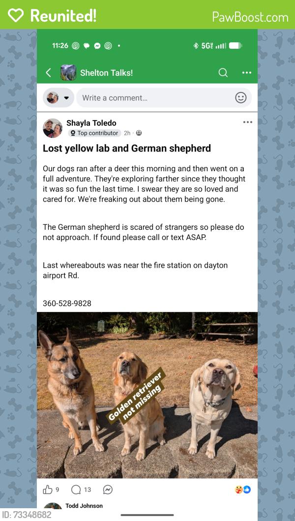 Reunited Male Dog last seen Shelton matlock Rd and w dayton airport Rd, Shelton, WA 98584