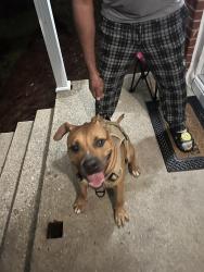 Lost Male Dog last seen Near elm street s, Fayetteville, NC 28303