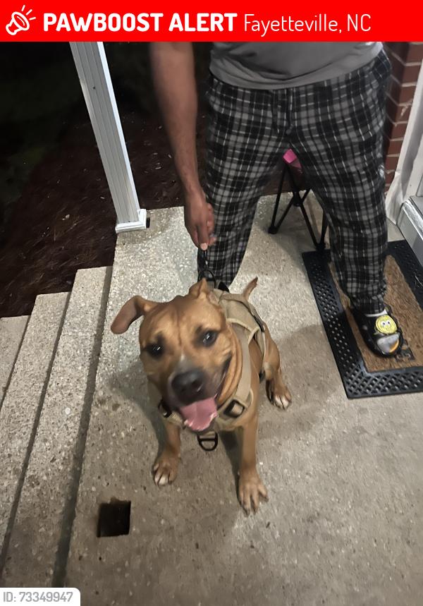Lost Male Dog last seen Near elm street s, Fayetteville, NC 28303