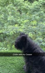 Lost Male Dog last seen Goes towards town, Notasulga, AL 36866