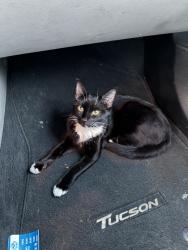 Found/Stray Female Cat last seen Carey and Revere st, North Las Vegas, NV 89030