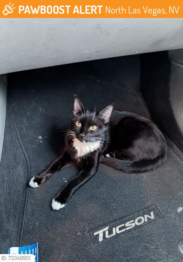 Found/Stray Female Cat last seen Carey and Revere st, North Las Vegas, NV 89030