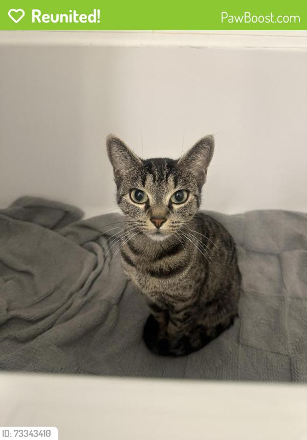 Reunited Female Cat last seen Oriole drive, Red Deer, AB T4N 5B8