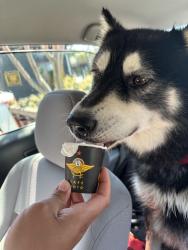 Reunited Male Dog last seen L st, Chula Vista, CA 91911