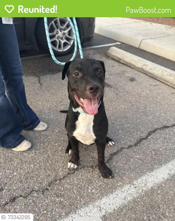 Reunited Female Dog last seen Across sonic on Valencia, Tucson, AZ 85714