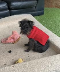 Lost Male Dog last seen Goes towards town, Notasulga, AL 36866