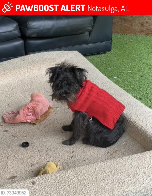 Lost Male Dog last seen Goes towards town, Notasulga, AL 36866