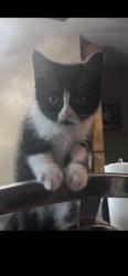 Lost Male Cat last seen Drysdale, San Jose, CA 95124