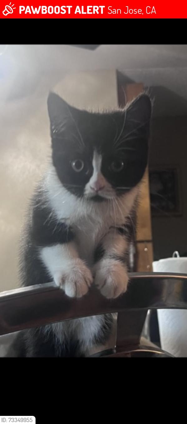 Lost Male Cat last seen Drysdale, San Jose, CA 95124