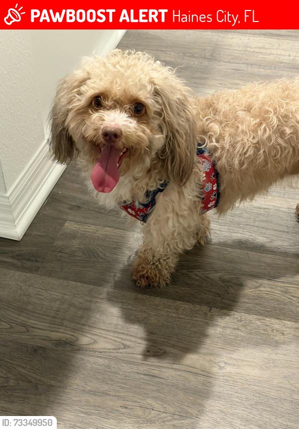 Lost Female Dog last seen Davenport y Haines City, Haines City, FL 33844