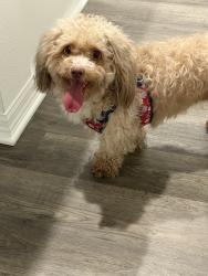 Lost Female Dog last seen Davenport y Haines City, Haines City, FL 33844