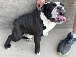 Found/Stray Male Dog last seen Palm n Shaw, Fresno, CA 93704