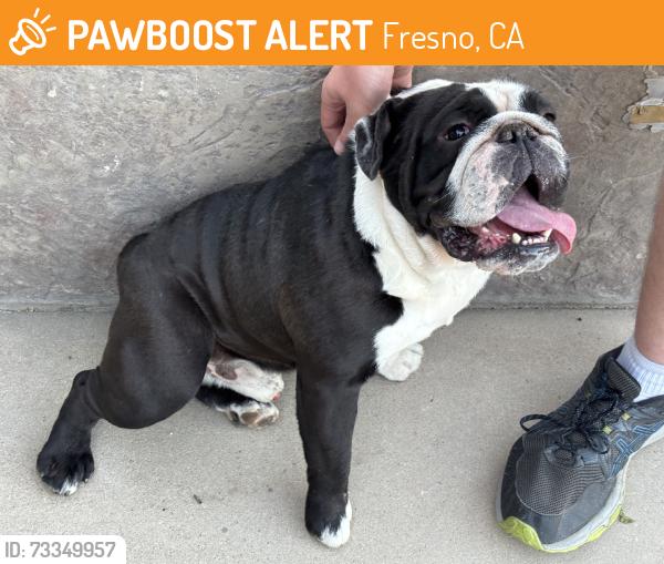 Found/Stray Male Dog last seen Palm n Shaw, Fresno, CA 93704