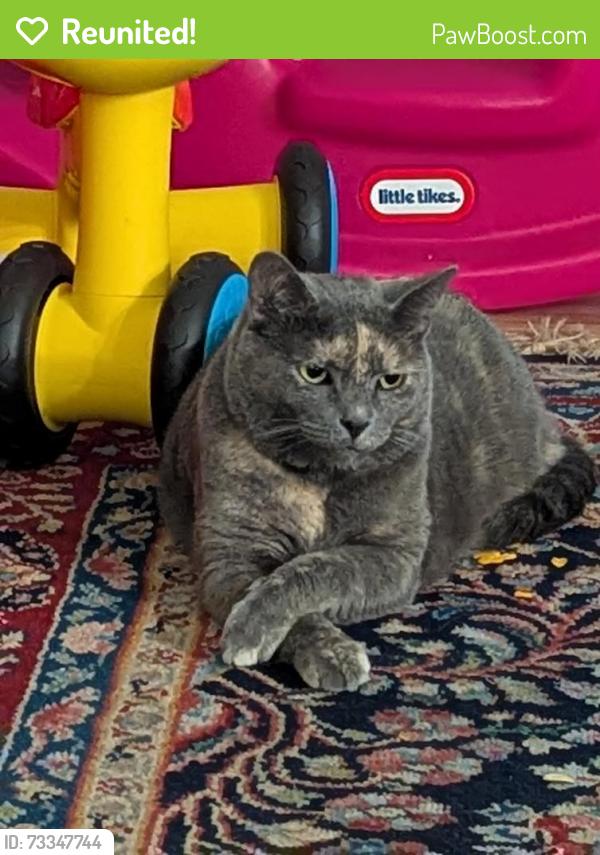 Reunited Female Cat last seen The Hearth neighborhood nearest cross Street McArthur Ranch and Wagon box circle, Littleton, CO 80130