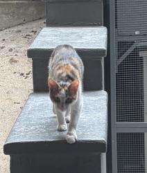 Lost Female Cat last seen Rhode islande, Washington, DC 20005