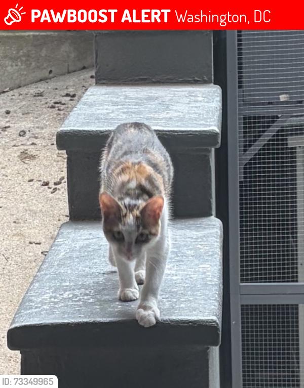 Lost Female Cat last seen Rhode islande, Washington, DC 20005