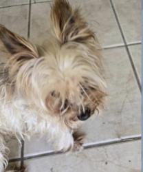 Reunited Male Dog last seen White heather, Houston, TX 77045