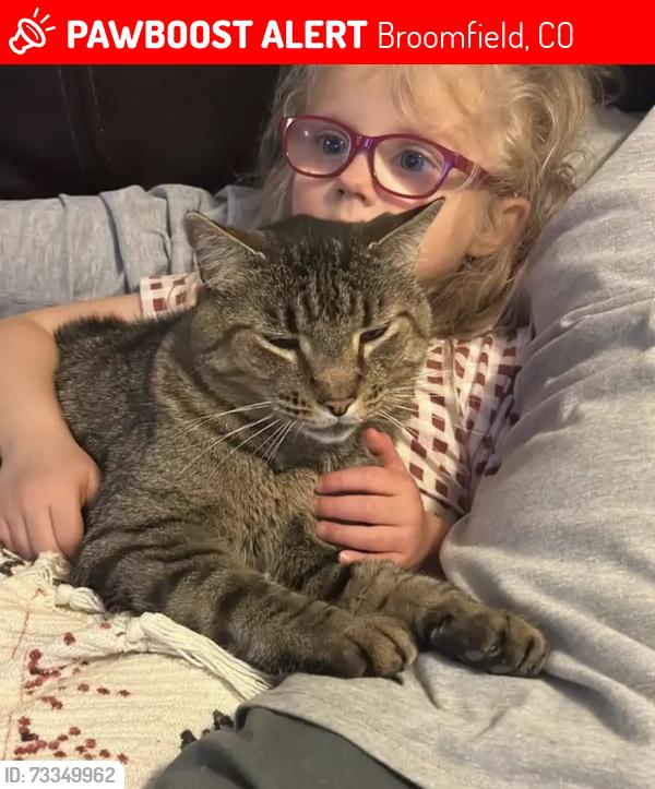 Lost Male Cat last seen 13th and Dexter, Broomfield, CO 80020