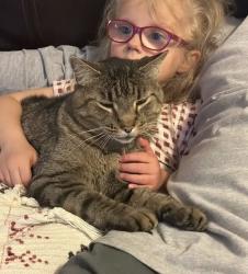 Lost Male Cat last seen 13th and Dexter, Broomfield, CO 80020