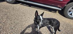 Reunited Female Dog last seen Between Mckellips & McDowell on Idaho Rd., Pinal County, AZ 85119
