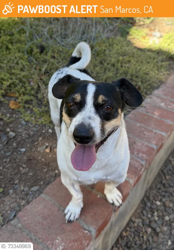 Found/Stray Male Dog last seen Palomar College, San Marcos, CA 92069