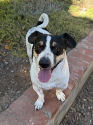 Found/Stray Male Dog last seen Palomar College, San Marcos, CA 92069