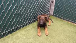 Shelter Stray Male Dog last seen , 11258 Garfield Ave, Downey, CA 90242, USA