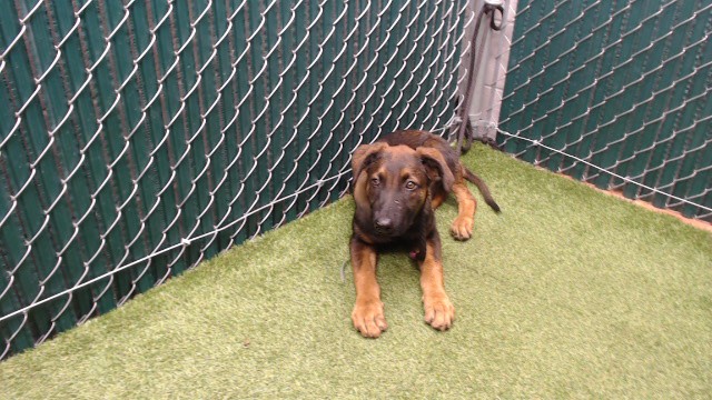 Shelter Stray Male Dog last seen , 11258 Garfield Ave, Downey, CA 90242, USA