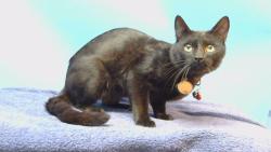 Shelter Stray Male Cat last seen , 216 W Victoria St, Gardena, CA 90248, USA