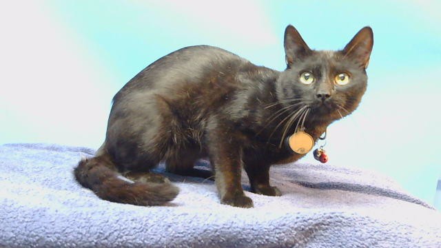 Shelter Stray Male Cat last seen , 216 W Victoria St, Gardena, CA 90248, USA