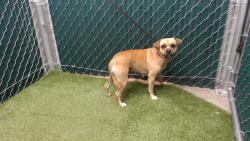 Shelter Stray Female Dog last seen , 11258 Garfield Ave, Downey, CA 90242, USA