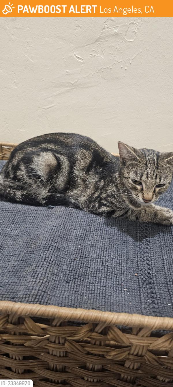 Found/Stray Female Cat last seen Laveta and wallace, Los Angeles, CA 90026