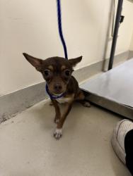 Shelter Stray Unknown Dog last seen FREMONT/CUSHING PKWY, 1950 Stevenson Blvd, Fremont, CA 94538, USA