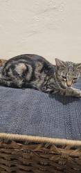 Found/Stray Female Cat last seen Laveta and wallace, Los Angeles, CA 90026