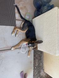 Found/Stray Male Dog last seen Shields and McCall, Sanger, CA 93657