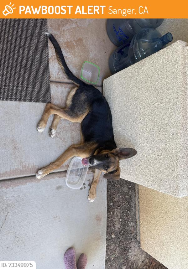 Found/Stray Male Dog last seen Shields and McCall, Sanger, CA 93657