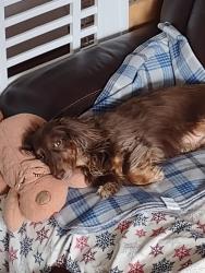 Reunited Male Dog last seen 128th and Taylor St, Blaine, MN 55434