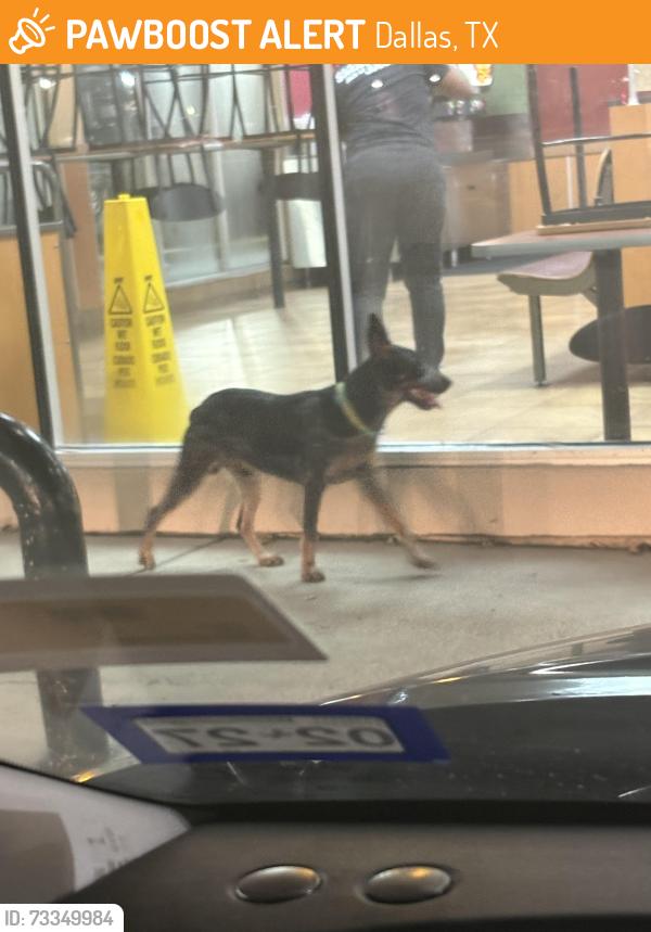 Found/Stray Male Dog last seen shell gas station on bonnie view rd, Dallas, TX 75241