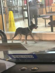 Found/Stray Male Dog last seen shell gas station on bonnie view rd, Dallas, TX 75241