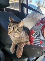 Lost Male Cat last seen Monaco south apmts and iliff ave, Denver, CO 80224