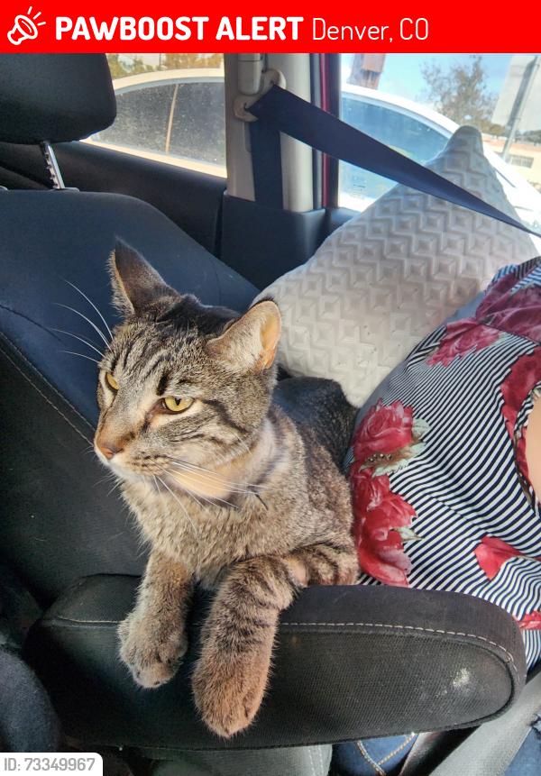 Lost Male Cat last seen Monaco south apmts and iliff ave, Denver, CO 80224