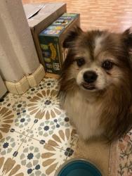 Found/Stray Male Dog last seen 21st ave, Sacramento, CA 95820