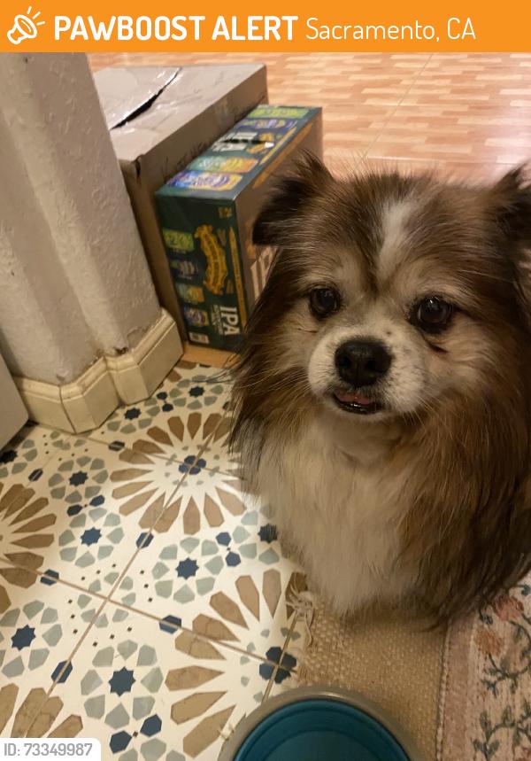 Found/Stray Male Dog last seen 21st ave, Sacramento, CA 95820