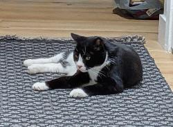 Reunited Male Cat last seen Near Blanton ln, Huntington Beach, CA 92649