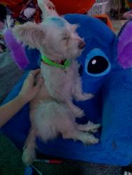 Lost Male Dog last seen Whataburger, brook hollow, San Antonio, TX 78232