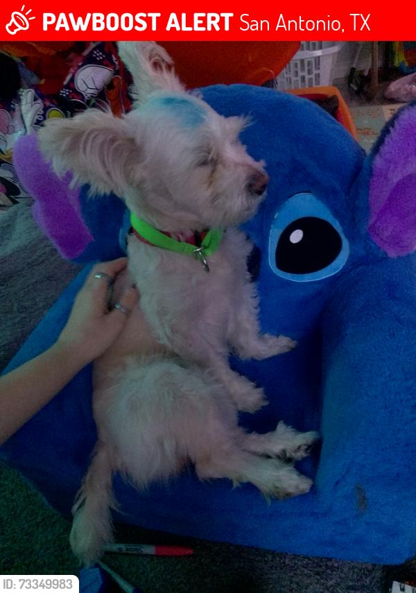 Lost Male Dog last seen Whataburger, brook hollow, San Antonio, TX 78232