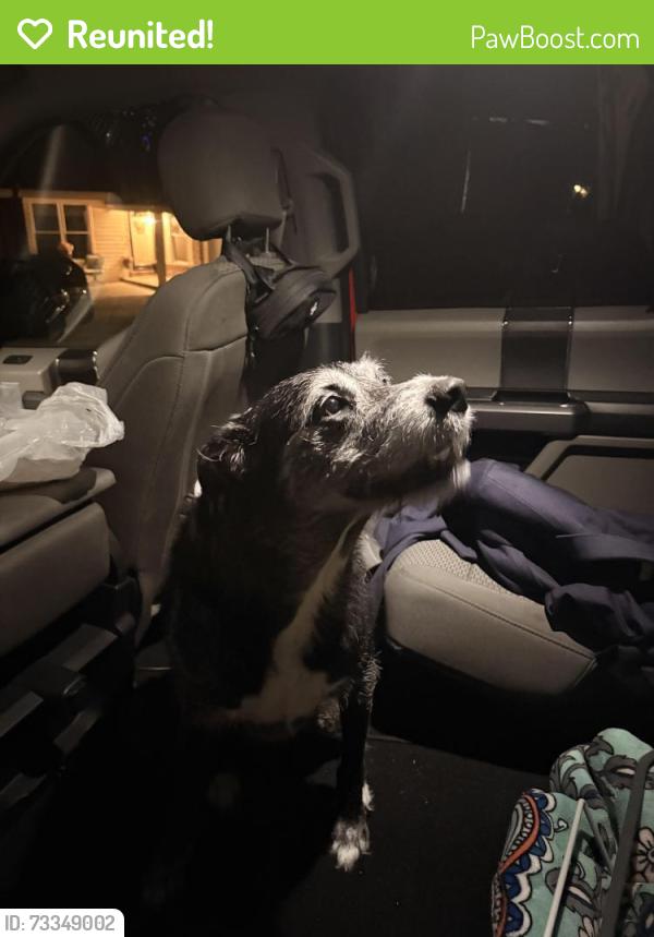 Reunited Female Dog last seen Hoffmans Ice Cream in Pacific, MO, Pacific, MO 63069