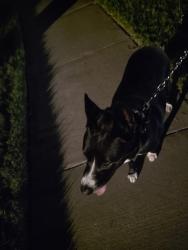 Reunited Female Dog last seen Aviary Dr Aubrey Tx, Paloma Creek, TX 76227